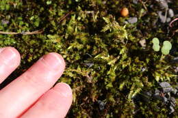 Image of calliergonella moss