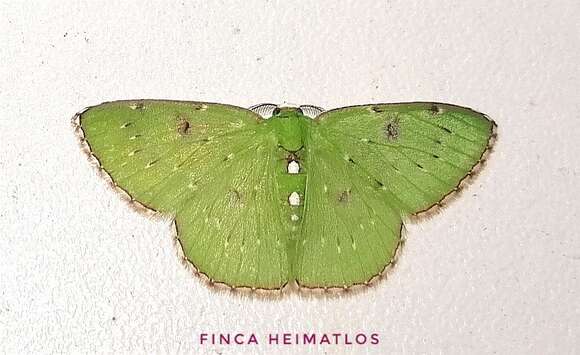 Image of Lissochlora albociliaria Herrich-Schäffer 1855