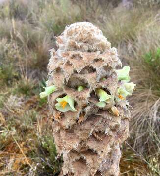 Image de Puya trianae Baker