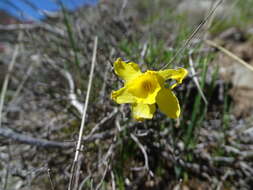 Image of Narcissus rupicola Dufour