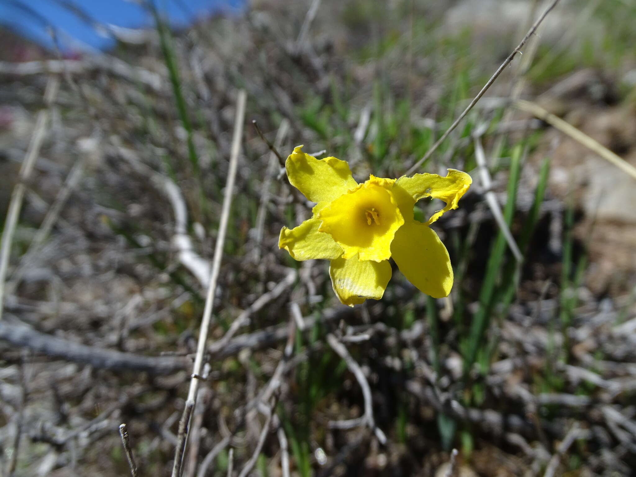 Image of Narcissus rupicola Dufour