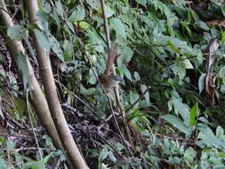 Image of Hill Prinia