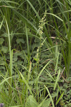 Image of Rumex ujskensis Rech. fil.