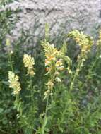 Image of Linaria vulgaris subsp. acutiloba (Fisch. ex Rchb.) D. Y. Hong