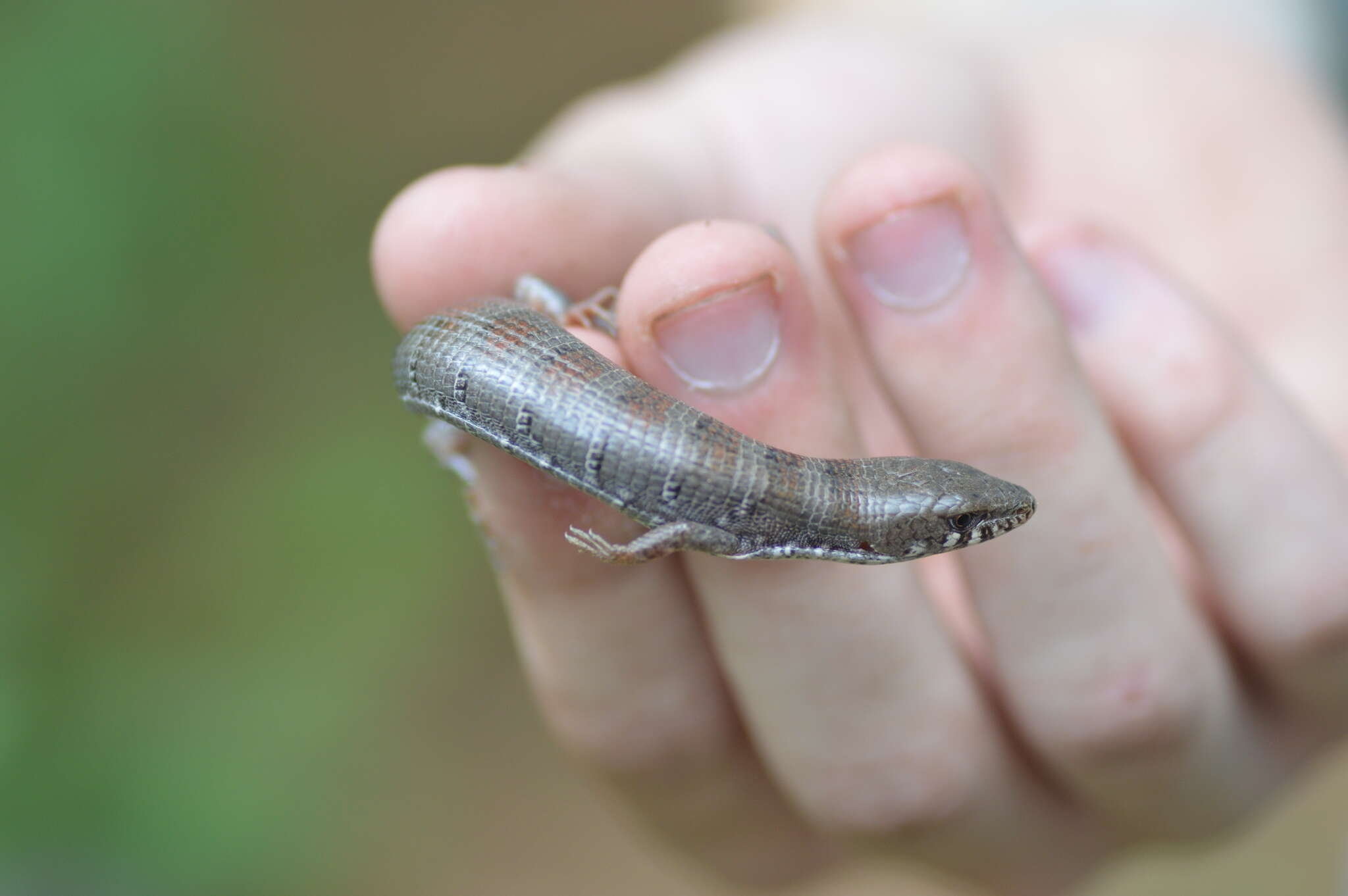 Image of Madrean Alligator Lizard