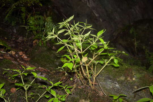 Image of Peperomia subblanda C. DC.