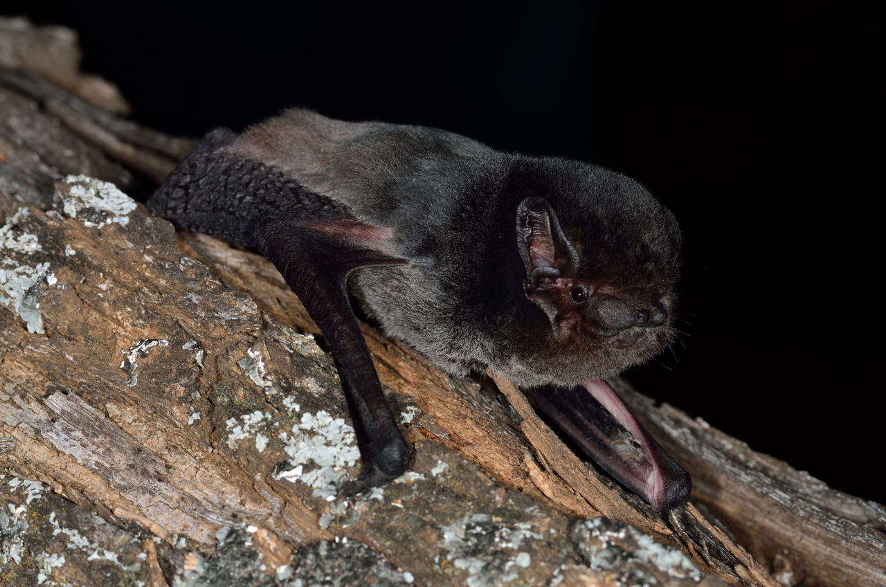 Image of Gould's Wattled Bat