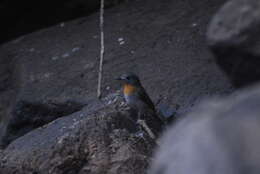 Image of White-bellied Blue Flycatcher