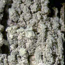 صورة <i>Lecanora appalachensis</i>