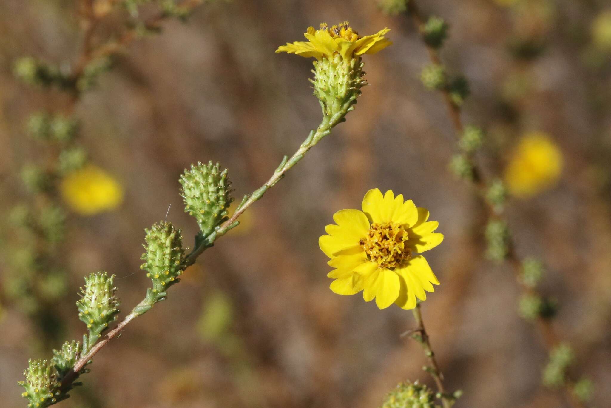 Image of wand tarbush