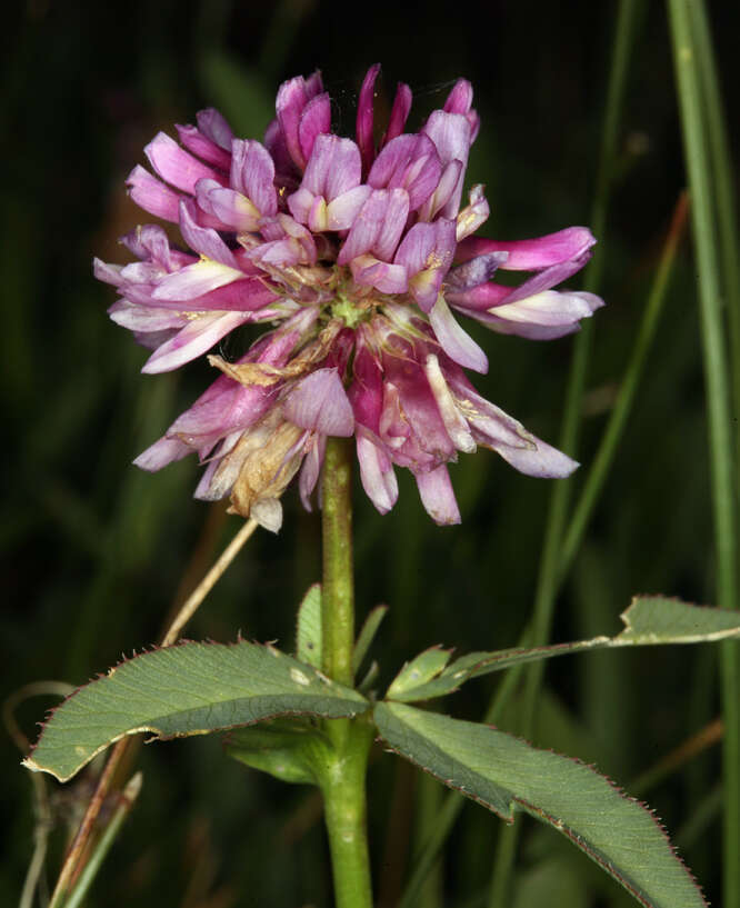 Sivun Trifolium beckwithii S. Watson kuva