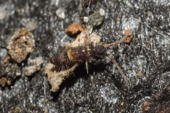 Image de Orchesella cincta argyrotoxa Latzel & R 1917