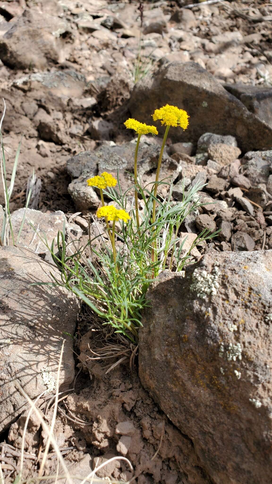 Image of Spellenberg's springparsley