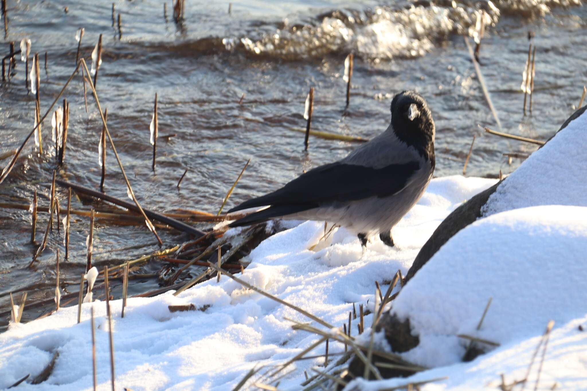 Imagem de Corvus cornix cornix Linnaeus 1758