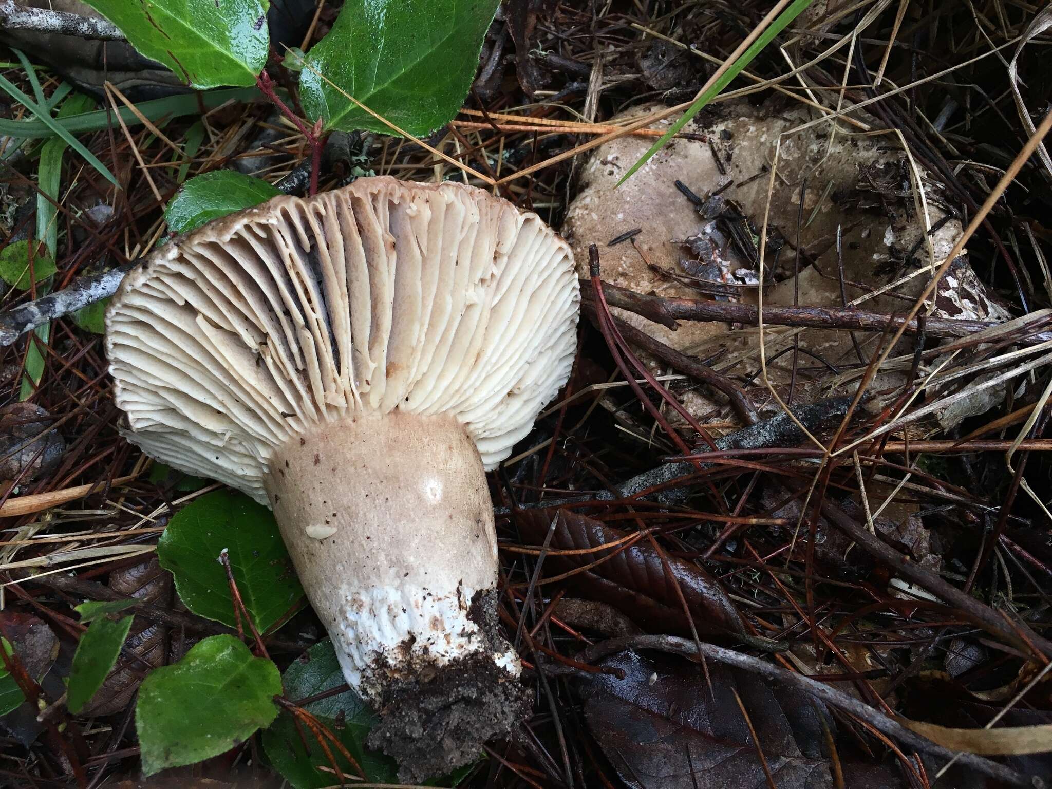 Image of Russula nigricans Fr. 1838