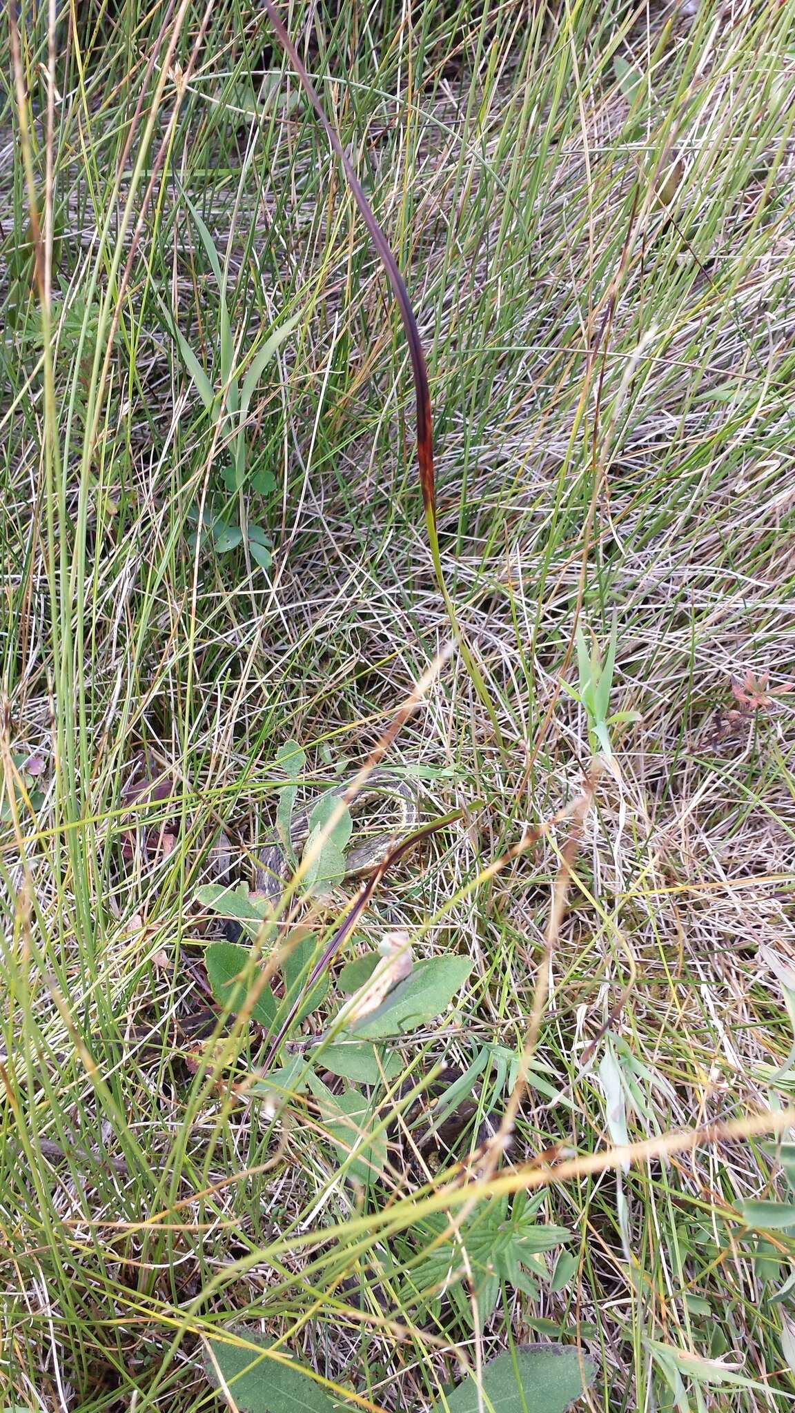 Image of Thamnophis sirtalis pallidulus Allen 1899