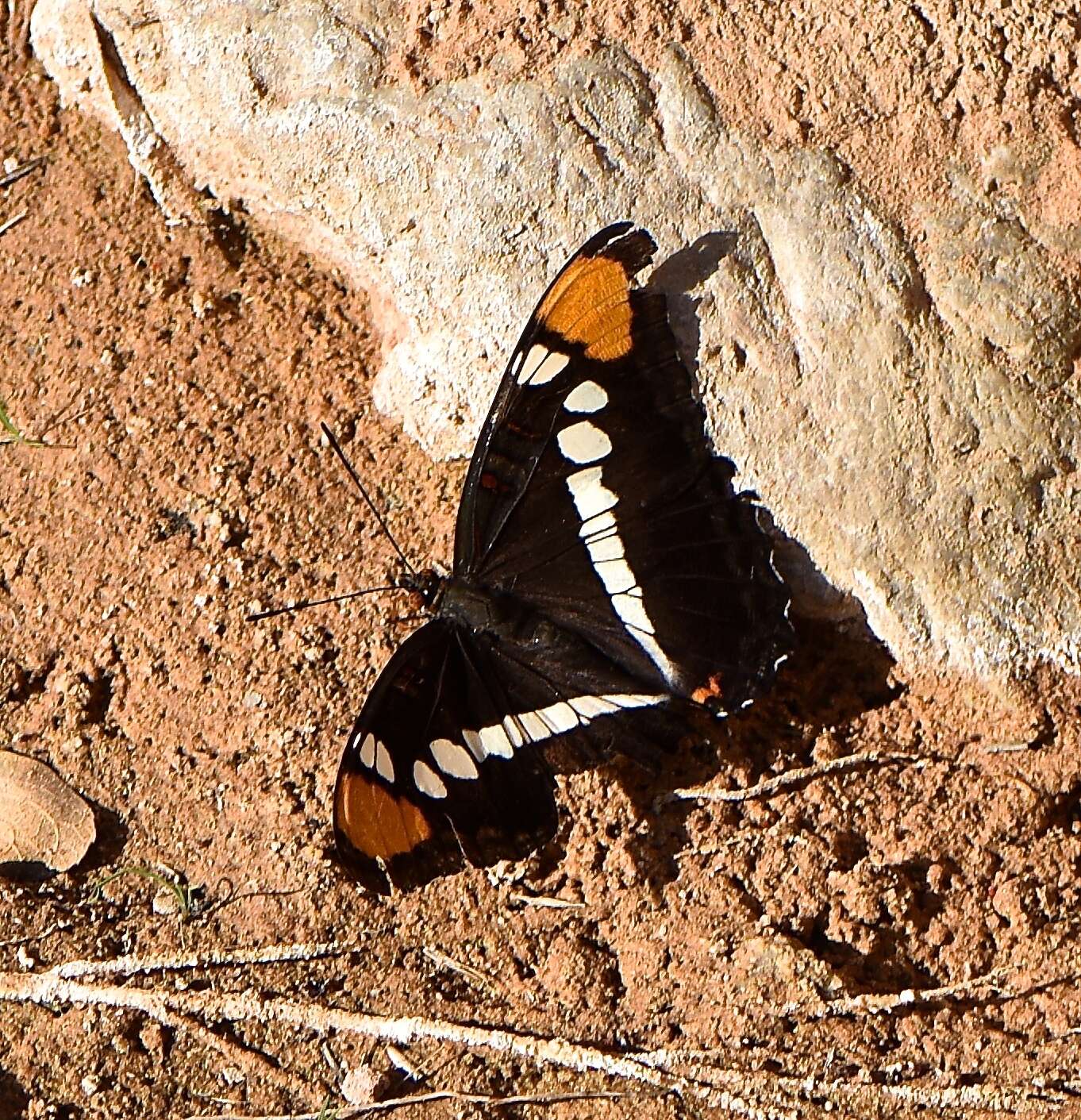 Limenitis bredowii Hübner 1837的圖片