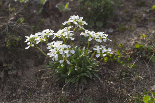 صورة Parrya arctica R. Br.