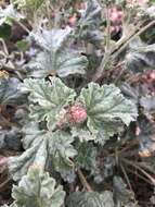 Image of Munro's globemallow