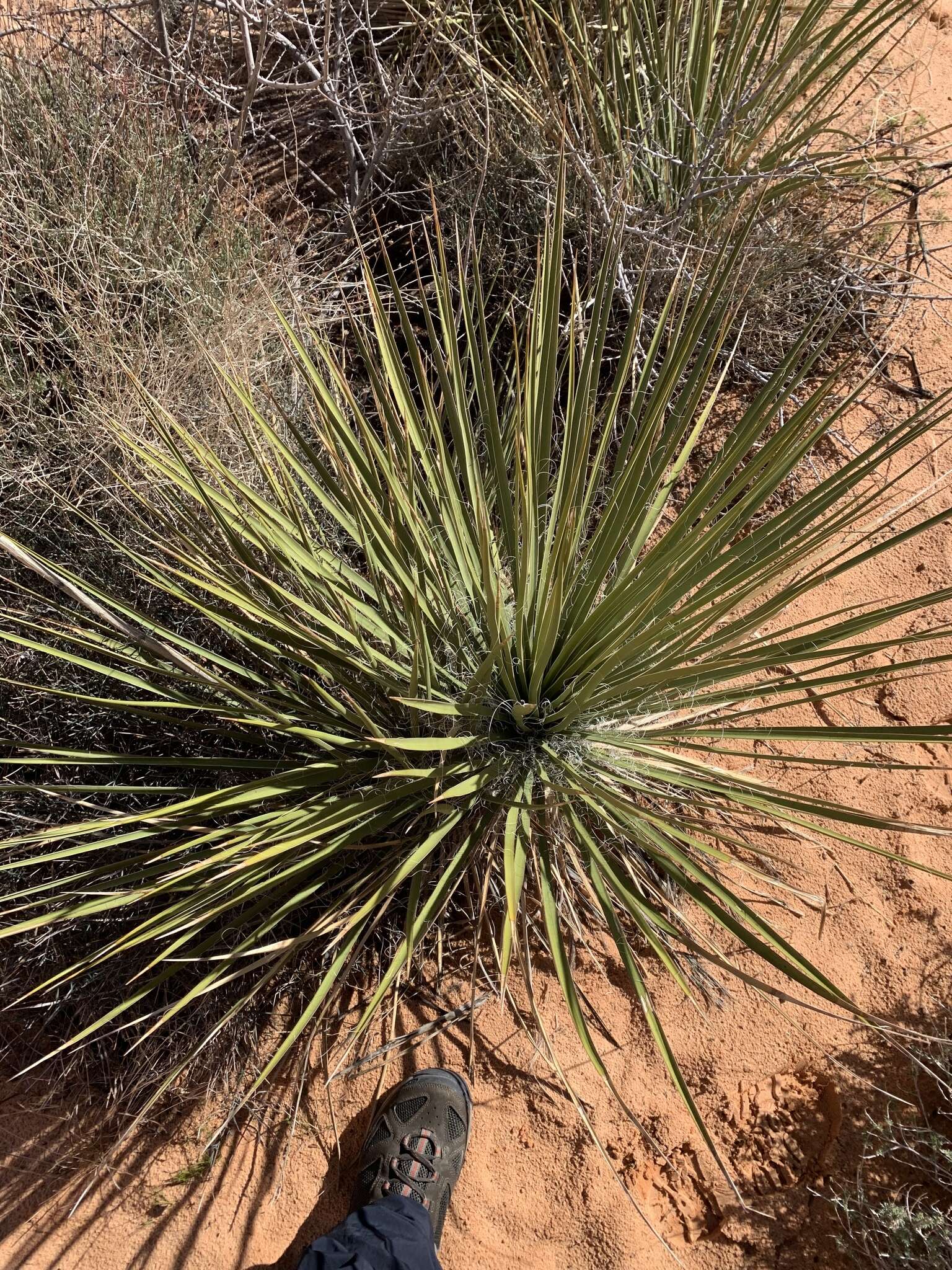 Image of Yucca utahensis McKelvey