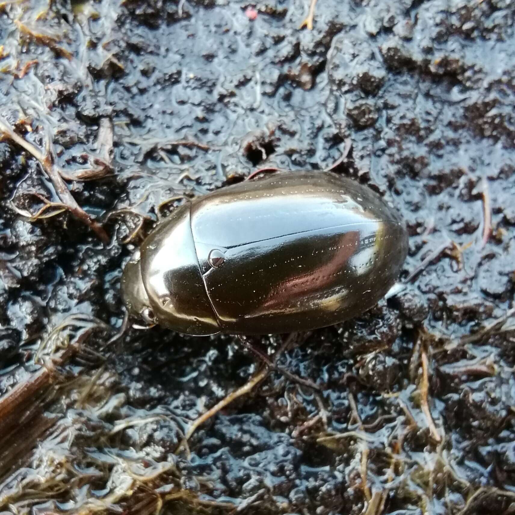 Image of Lesser silver water beetle