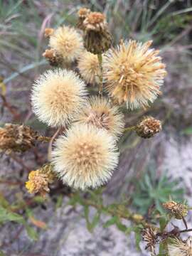 Image of coastal plain goldenaster