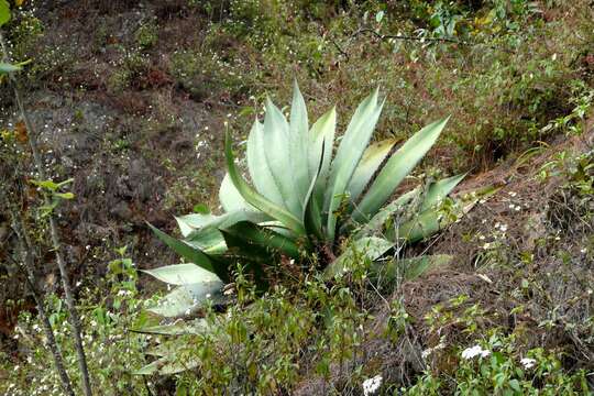 Agave atrovirens var. atrovirens resmi