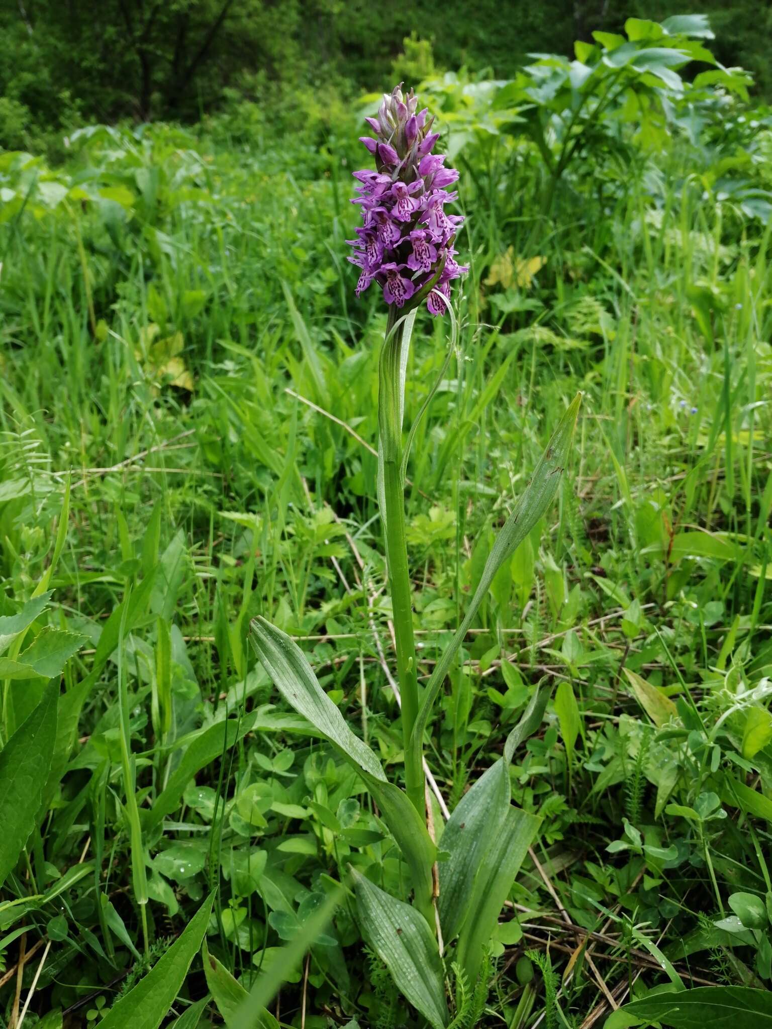 Image de Dactylorhiza sibirica Efimov