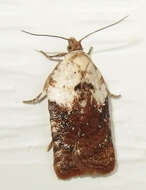 Image of Acleris braunana McDunnough 1934