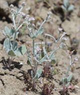 Image of Idria buckwheat