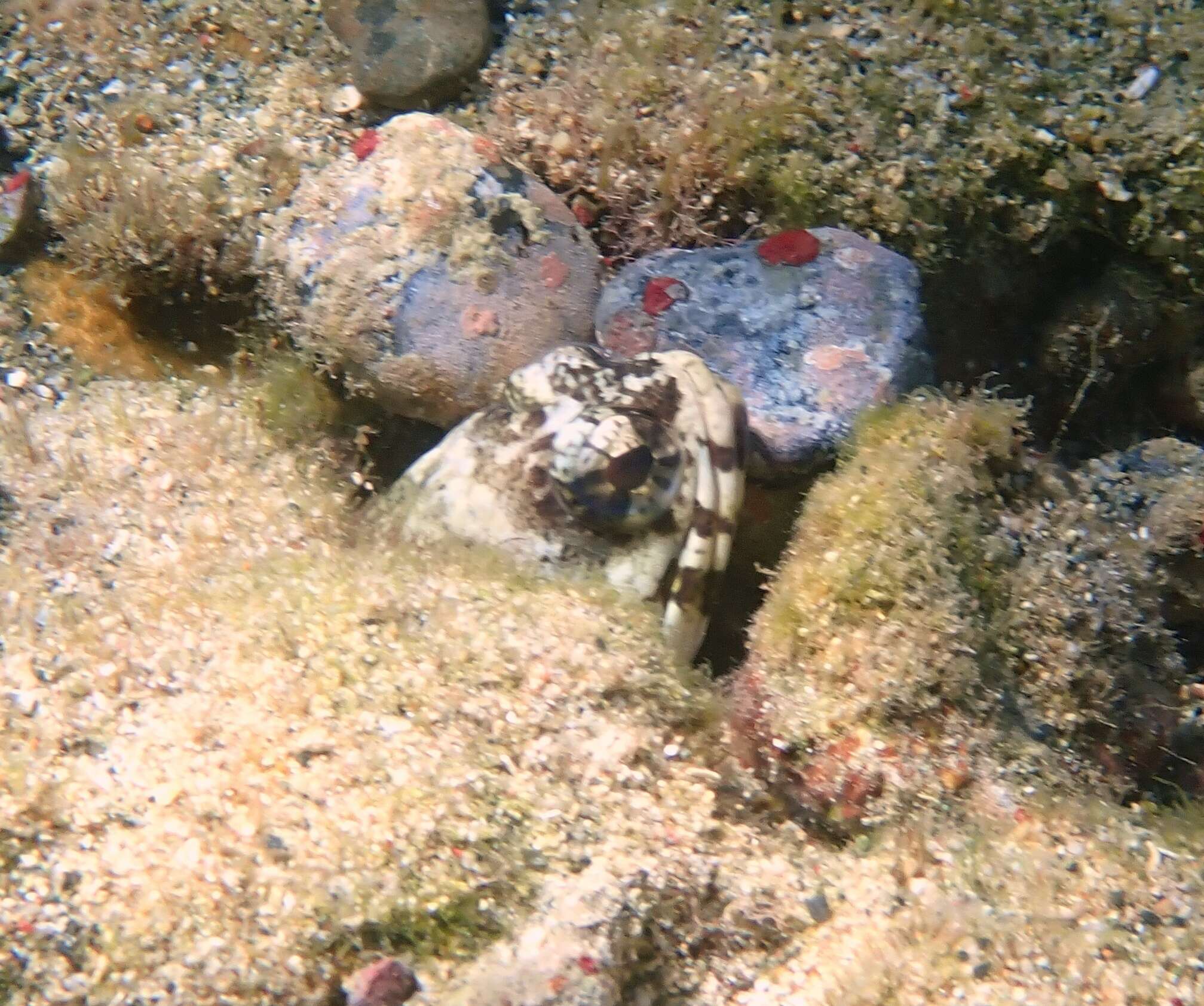 Image of Mottled Jawfish