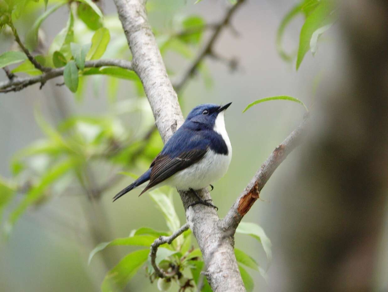 Image of Ultramarine Flycatcher