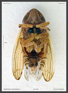 Image of Neophilaenus angustipennis (Horváth 1909)