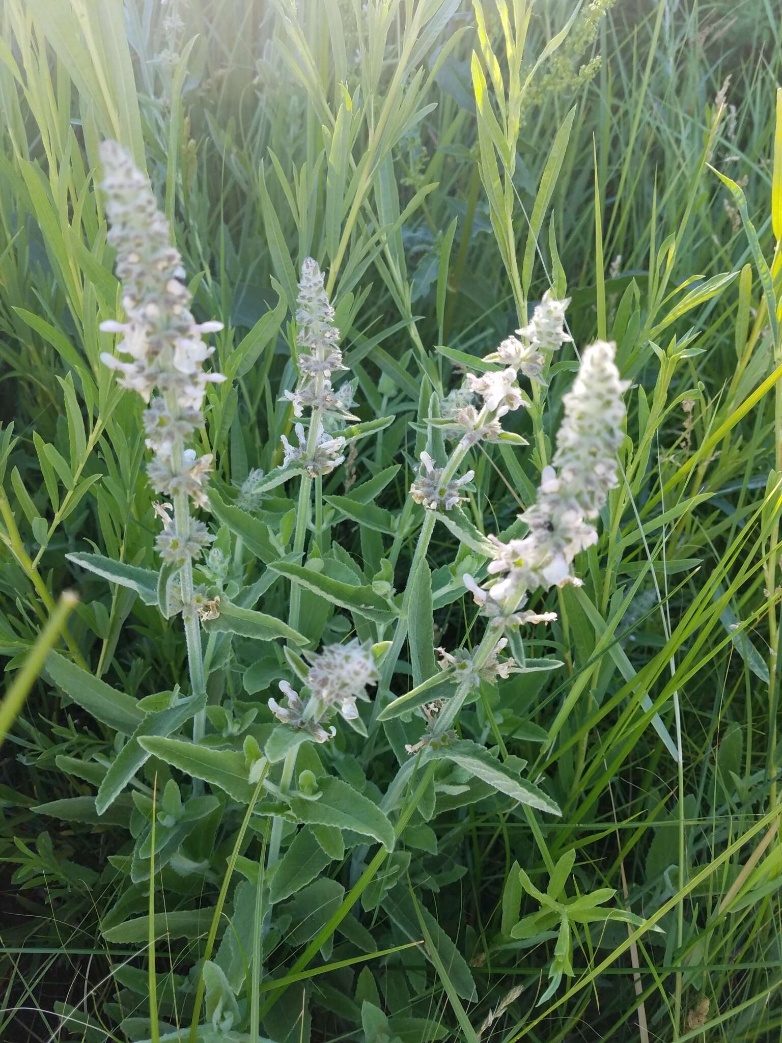 Слика од Stachys albens A. Gray