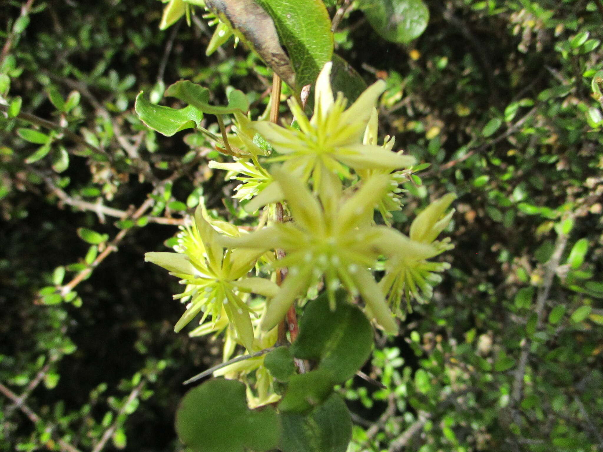 Image of Clematis foetida Raoul