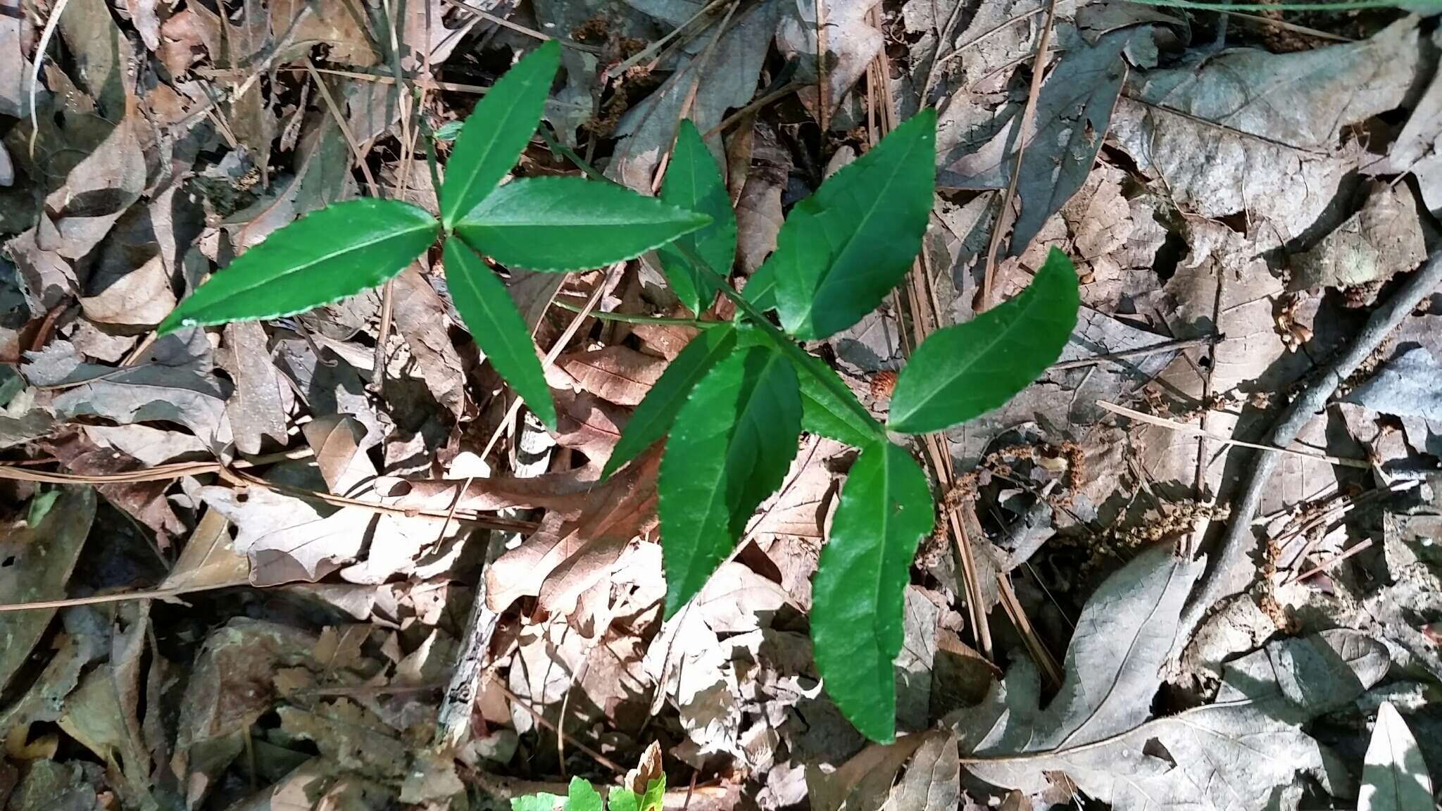 Image of Fortune's Spindle