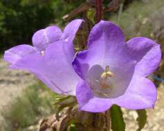 Image of Canterbury Bells