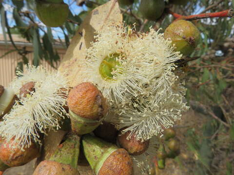 Sivun Eucalyptus gomphocephala A. Cunn. ex DC. kuva