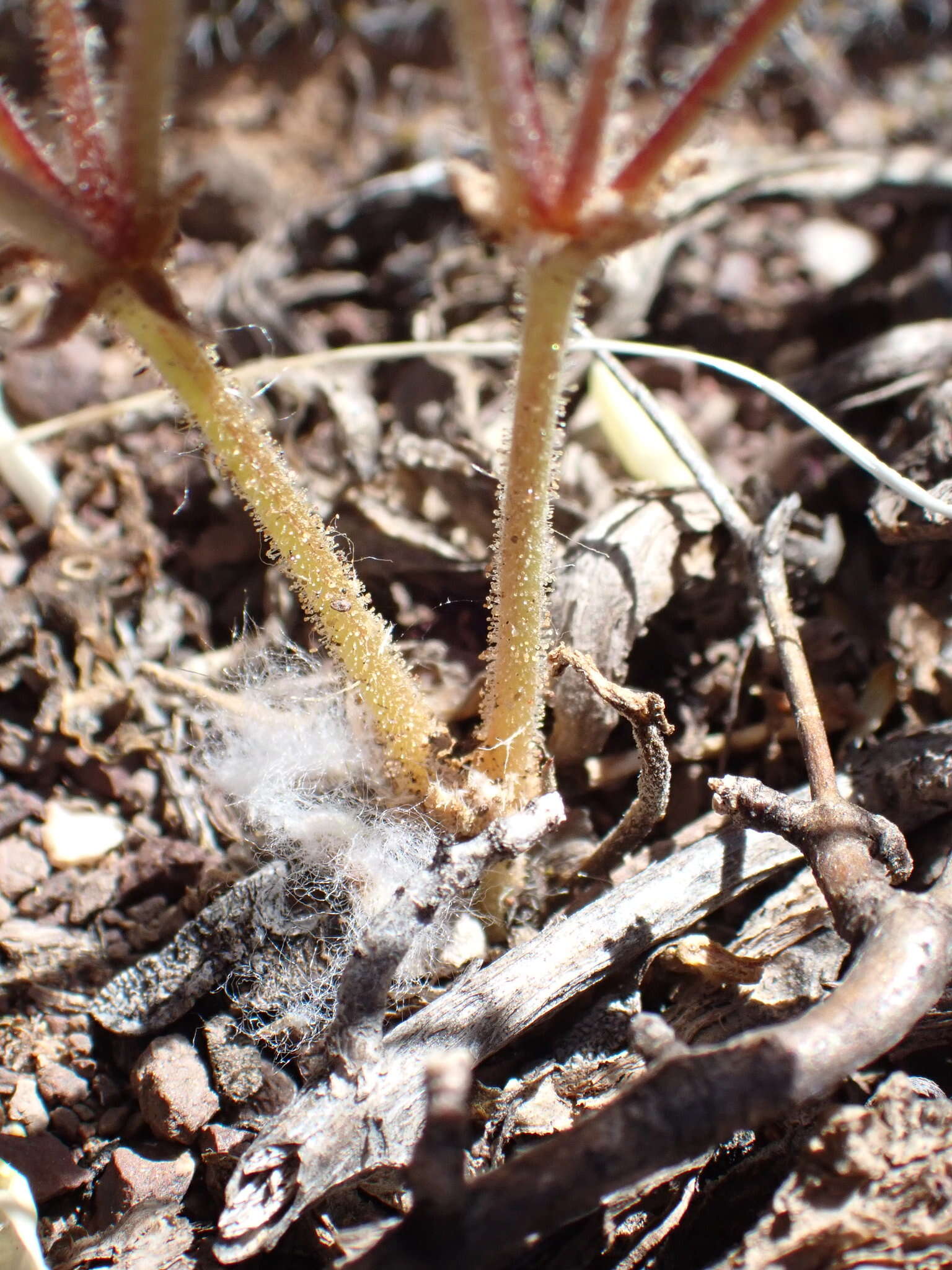 Image of Pelargonium nervifolium Jacq.