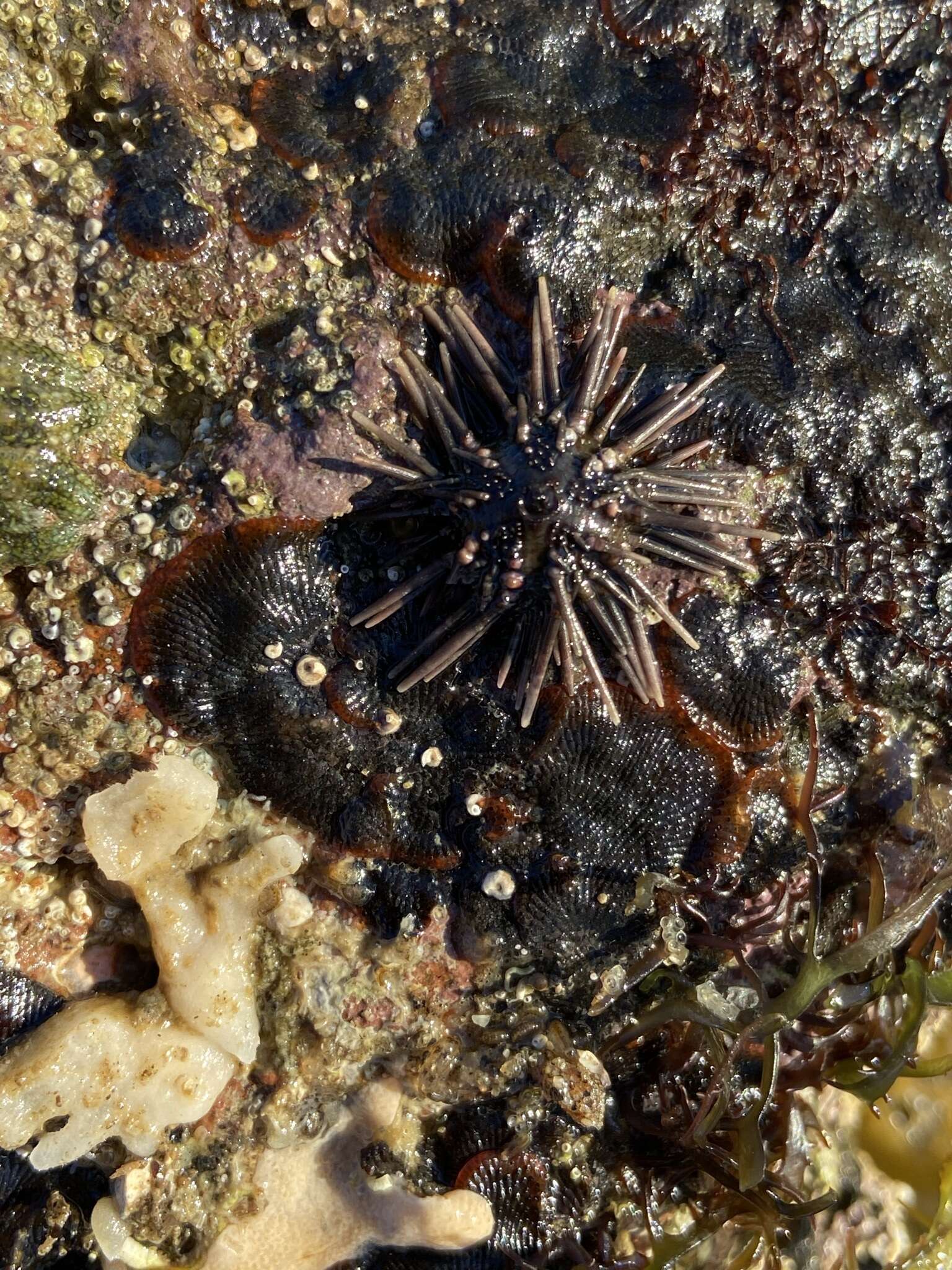 Image of Arbacia stellata (Blainville 1825)