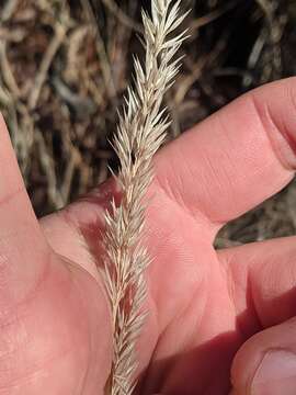 Image of Greeneochloa coarctata