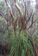 Image of Eucalyptus subcrenulata Maiden & Blakely