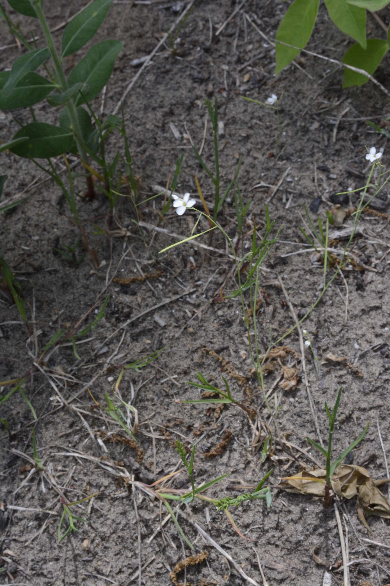 Plancia ëd Arabidopsis lyrata (L.) O'Kane & Al-Shehbaz