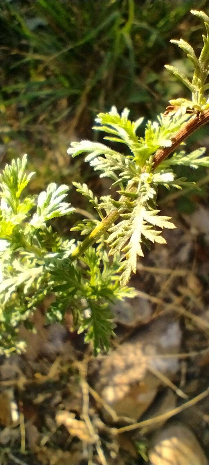 Sivun Achillea ligustica All. kuva