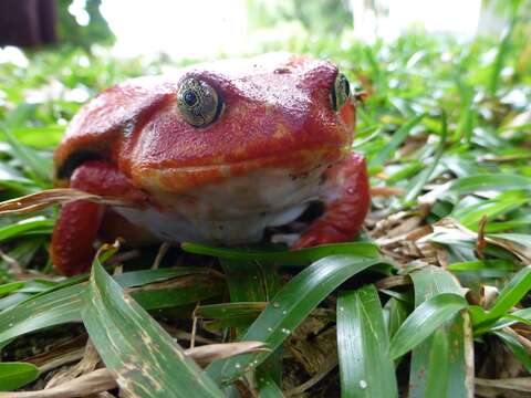 Image of Tomato Frogs