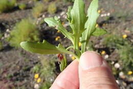 Image de Dimorphotheca sinuata DC.