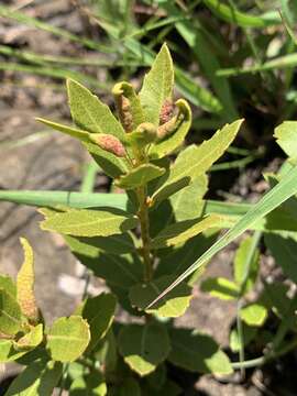 Image of Morella brevifolia (E. Mey. ex C. DC.) D. J. B. Killick