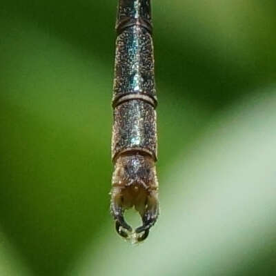 Imagem de Lestes inaequalis Walsh 1862