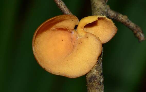 Слика од Polyporus epitheloides Nakasone 2015