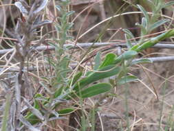 Image de Osteospermum imbricatum L.